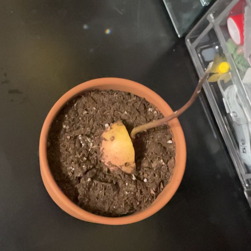 Photo of the plant species Avacado Tree by @Kinoko named Javier on Greg, the plant care app