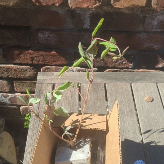 Photo of the plant species Major Wheeler Honeysuckle by @SultryBibi3 named Captain Plant-it on Greg, the plant care app