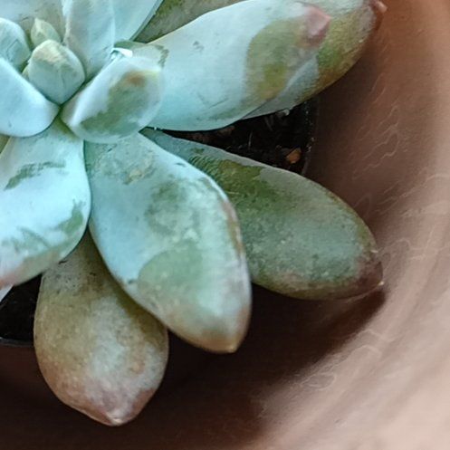Photo of the plant species Pachyphytum 'Starburst' by @StableBaybean82 named Prince on Greg, the plant care app