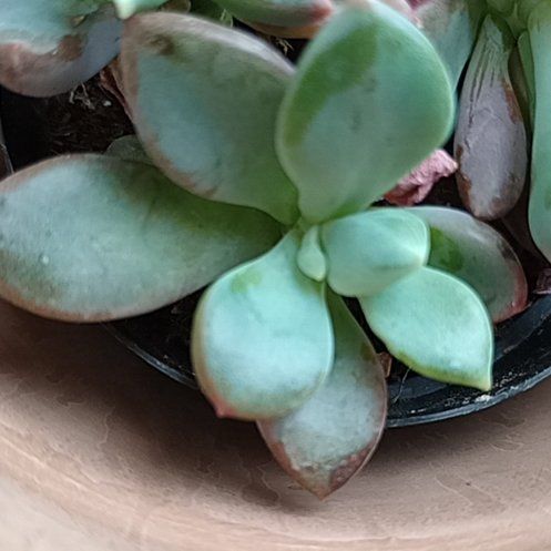 Photo of the plant species Pachyveria 'Nay Alma' by @StableBaybean82 named Apollo on Greg, the plant care app