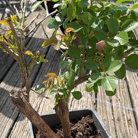 Photo of the plant species True Joy Rose by @BigwigTitoki75 named Beauty on Greg, the plant care app