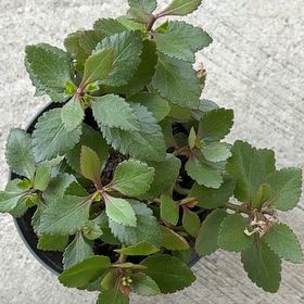 Photo of the plant species Sexton's Bride by @AbleBonsai78 named Elina on Greg, the plant care app