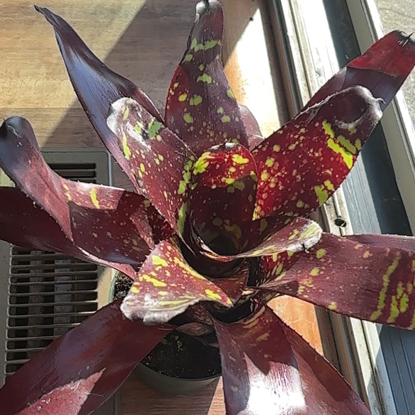 Photo of the plant species Bromeliad neoregelia by @GladGuavatree5 named Sherlock on Greg, the plant care app