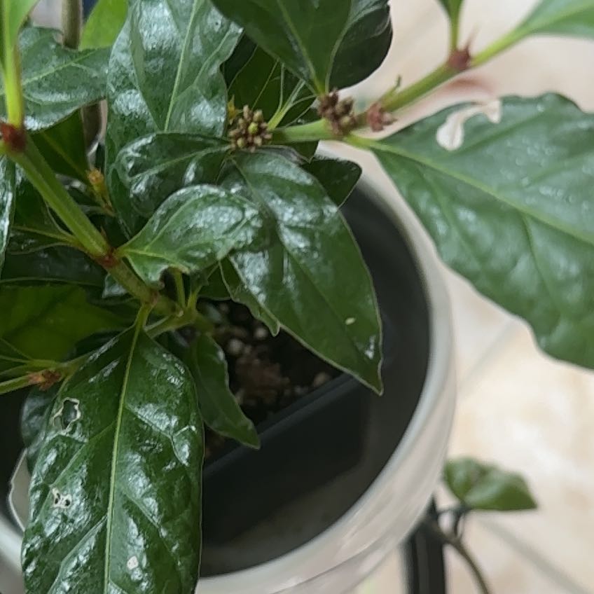 Photo of the plant species African Gardenia by @FreshBluebugle named Surya on Greg, the plant care app