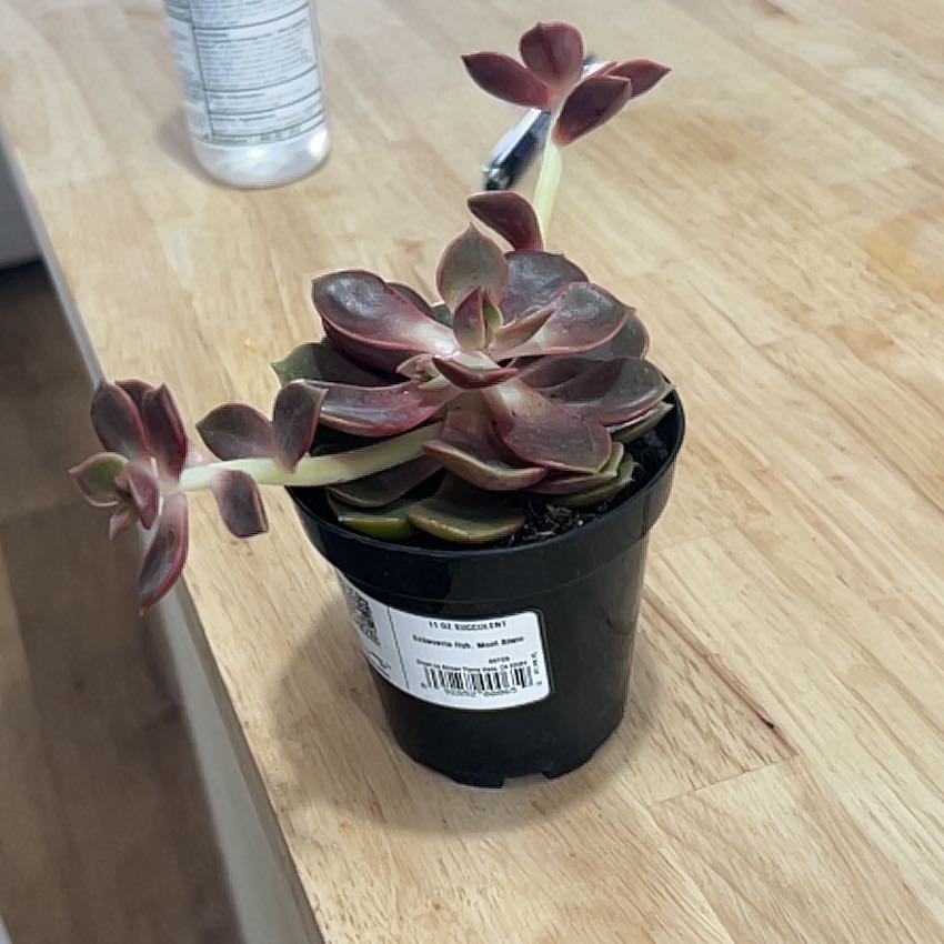 Photo of the plant species Echeveria 'Mont Blanc' by @CunningAllspice named Arnold on Greg, the plant care app