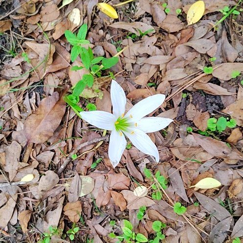 Photo of the plant species Rain Lily by @SirBiancini87 named Pax on Greg, the plant care app