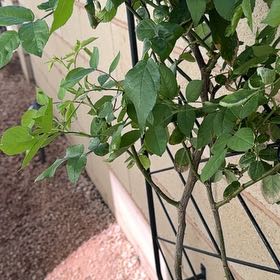Photo of the plant species Iceberg Climbing Rose by @TenableMizuna42 named Beckham on Greg, the plant care app