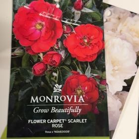 Photo of the plant species Flower Carpet Scarlet Rose by @TenableMizuna42 named Lebron on Greg, the plant care app
