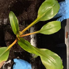 Photo of the plant species Kahili Ginger by @DeluxeLithop86 named Sahara on Greg, the plant care app