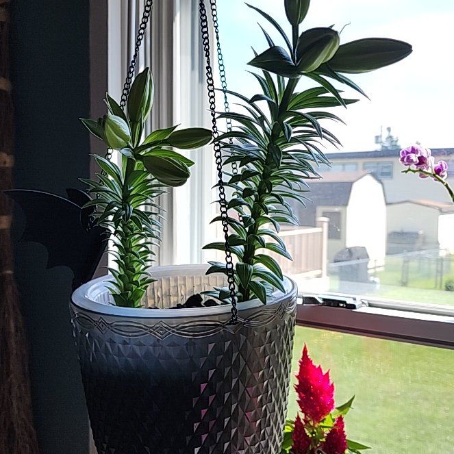 Photo of the plant species Asiatic Lily by @Cataclysmik named Asiatic Lily 1 on Greg, the plant care app