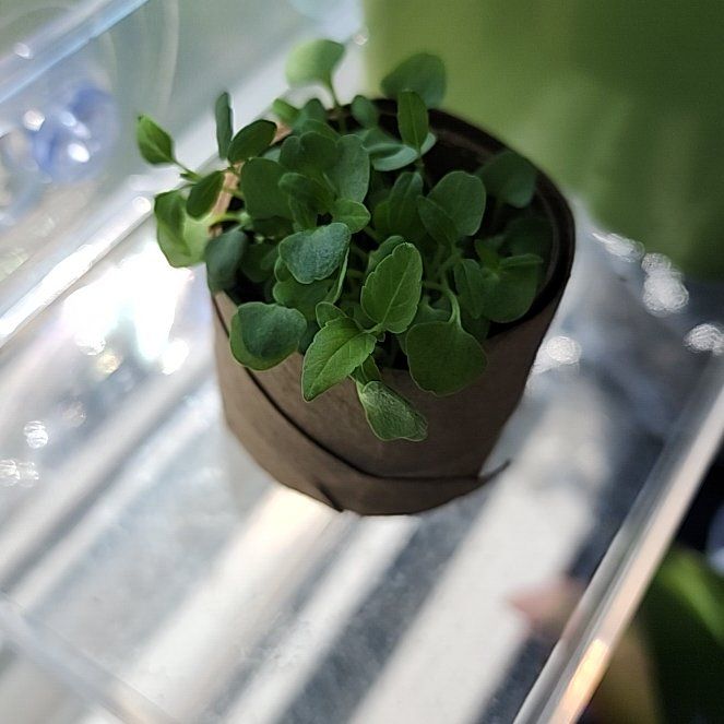 Photo of the plant species Blue Sage by @Cataclysmik named Blu Sage on Greg, the plant care app
