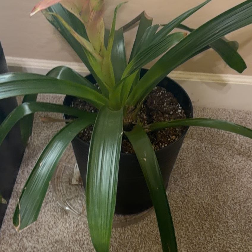 Photo of the plant species Bromeliads by @FashionerHoya39 named Treeyoncé on Greg, the plant care app