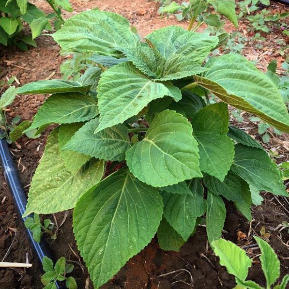 Photo of the plant species Korean Perilla by @FashionerHoya39 named K Leaf on Greg, the plant care app