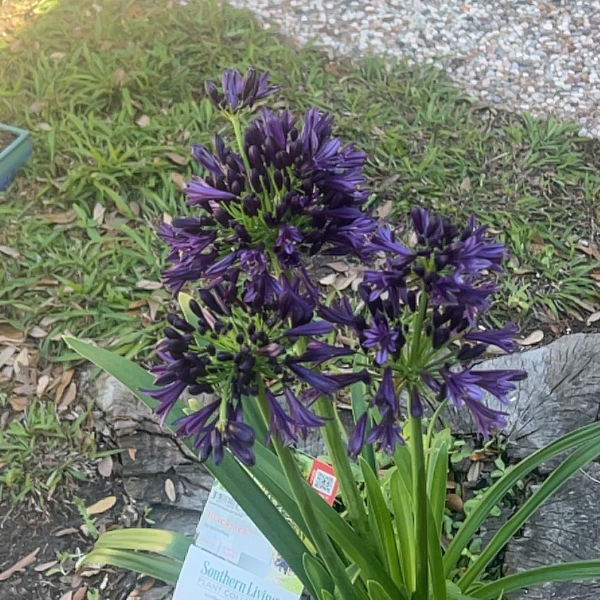 Photo of the plant species Agapanthus 'Blue' by @JollyTearose59 named Pax on Greg, the plant care app