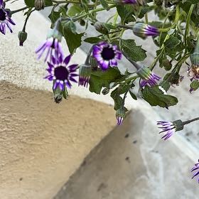 Photo of the plant species New England Aster by @ManyBaibua77 named Sonora on Greg, the plant care app
