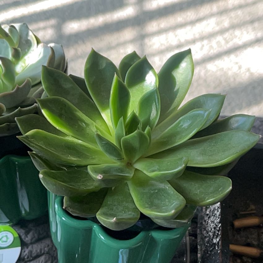 Photo of the plant species Echeveria 'Mira' by @CredibleCat46 named earl on Greg, the plant care app