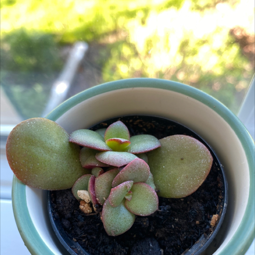Lucky Plant plant photo by @Katy410 named Veronica on Greg, the plant care app.