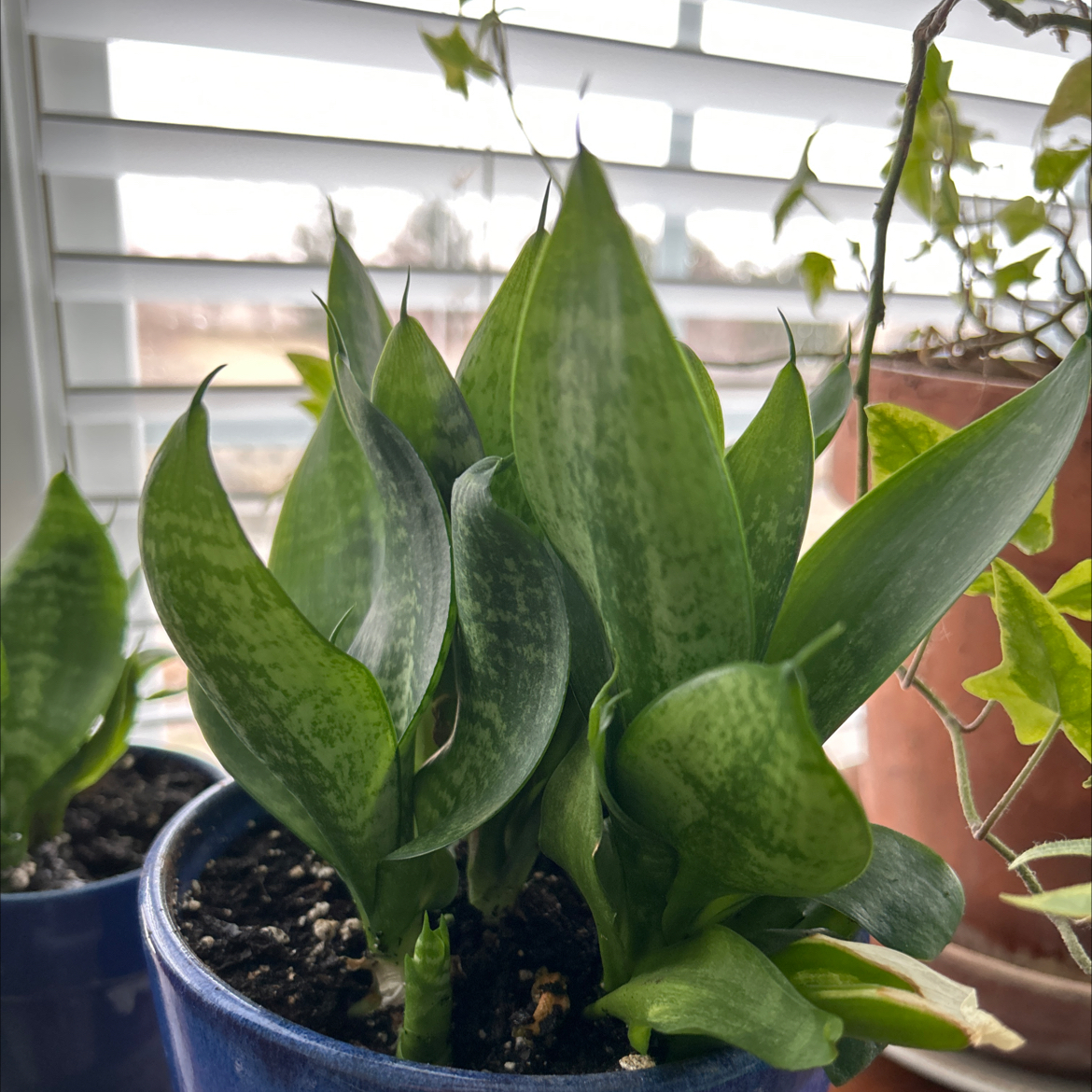 Snake Plant plant photo by @Katy410 named Sophronia on Greg, the plant care app.