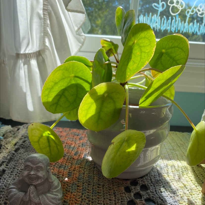 Chinese Money Plant plant photo by @Katy410 named Ted on Greg, the plant care app.