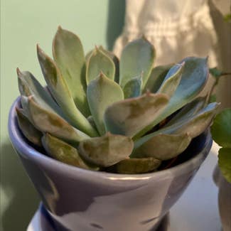 Pearl Echeveria plant in Somewhere on Earth