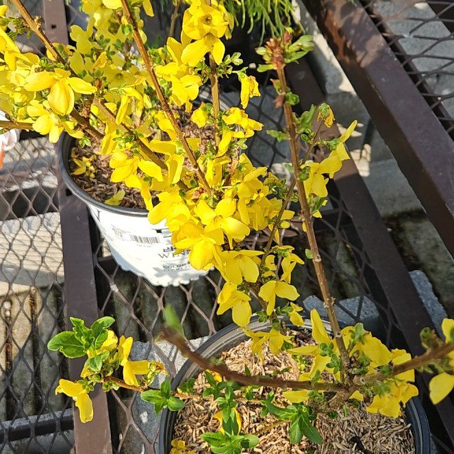 Photo of the plant species Border Forsythia by @BabyOrpine48 named Zeus on Greg, the plant care app