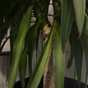 Photo of the plant species Spineless yucca by @ShinySeaoxeye83 named Nadja on Greg, the plant care app