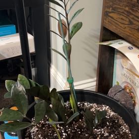Photo of the plant species Zz Supernova by @ShinySeaoxeye83 named Keanu Leaves on Greg, the plant care app
