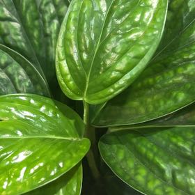 Photo of the plant species Monstera Green Galaxy (sp Peru) by @ShinySeaoxeye83 named Khaleesi on Greg, the plant care app