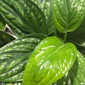 Photo of the plant species Monstera Green Galaxy (sp Peru) by @ShinySeaoxeye83 named Penny Lane on Greg, the plant care app