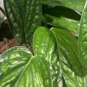 Photo of the plant species Monstera Green Galaxy (sp Peru) by @ShinySeaoxeye83 named Gates on Greg, the plant care app