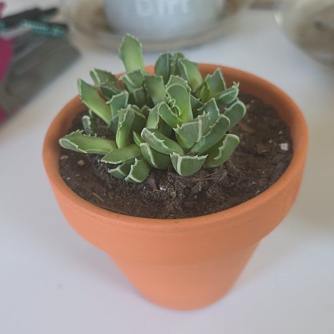 Photo of the plant species Faucaria bosscheana var. haagei by @GrandeeBorage63 named ChloroPhil on Greg, the plant care app