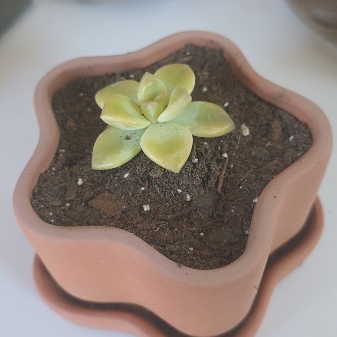 Photo of the plant species Graptopetalum paraguayense 'Jester' by @GrandeeBorage63 named Leaf Erickson on Greg, the plant care app
