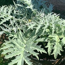 Photo of the plant species Globe Artichoke by @GemSeaaster9 named Morgan Treeman on Greg, the plant care app