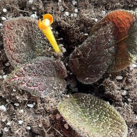 Photo of the plant species Sunset Bells by @YoungPlanty61 named Athena on Greg, the plant care app