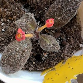 Photo of the plant species Copper Leaf by @YoungPlanty61 named Violet, flowers on Greg, the plant care app