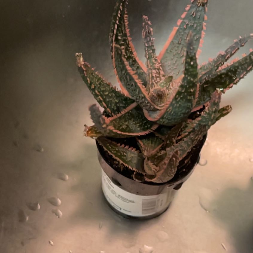 Photo of the plant species Aloe 'Purple Haze' by @QuickMiro37 named Lavendra on Greg, the plant care app