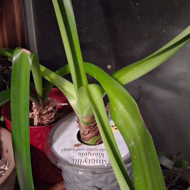 Photo of the plant species Amaryllis 'Marquis' by @SultryDaisy37 named Khaleesi on Greg, the plant care app