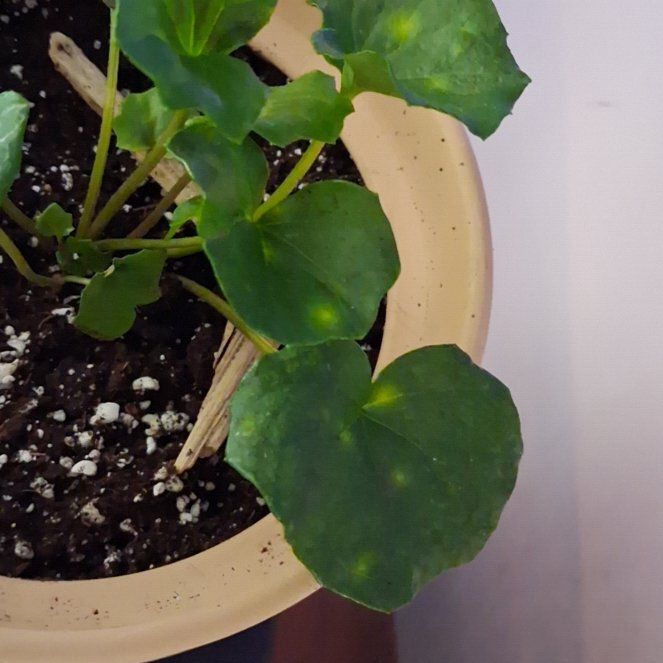 Photo of the plant species Farfugium 'Last Dance' by @SultryDaisy37 named Fernie Saunders on Greg, the plant care app