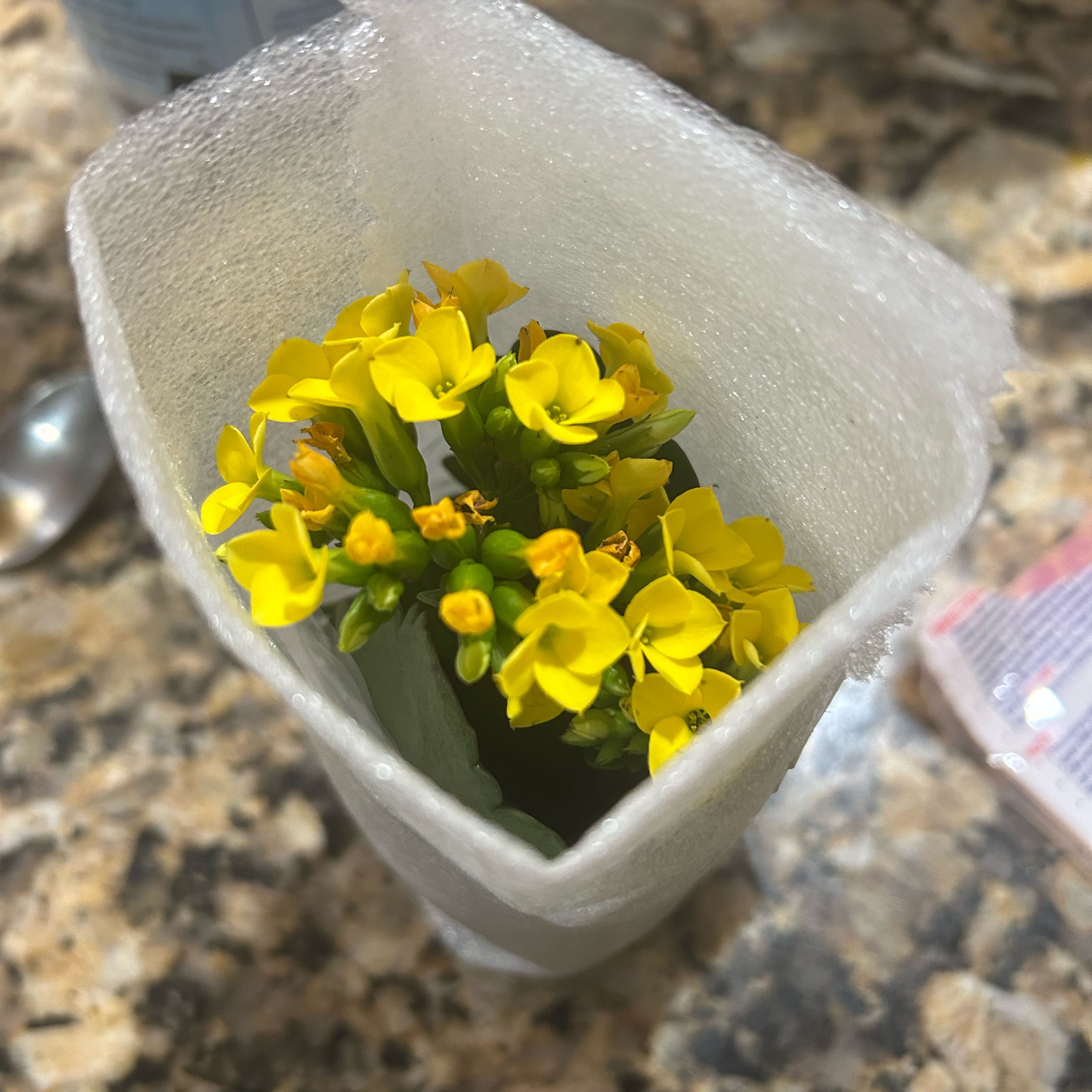 Photo of the plant species Garden Yellow Rocket by @AngelMostii59 named Sproutacus on Greg, the plant care app