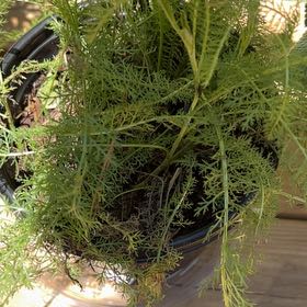 Photo of the plant species Boreal Yarrow by @LushRedsword52 named LiloStitch on Greg, the plant care app