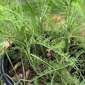 Photo of the plant species Boreal Yarrow by @LushRedsword52 named Gregarious on Greg, the plant care app