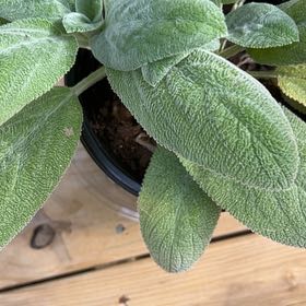 Photo of the plant species Lamb's Ear by @LushRedsword52 named Harmony on Greg, the plant care app