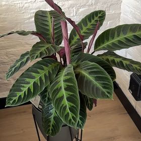 Photo of the plant species Calathea Warscewiczii by @ChirpyCalathea named Kylie on Greg, the plant care app