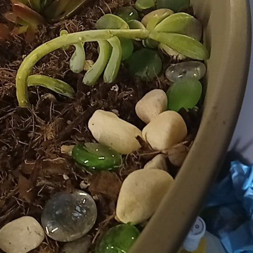Photo of the plant species Graptosedum 'Blue Giant' by @ShamonDenae named Dax on Greg, the plant care app
