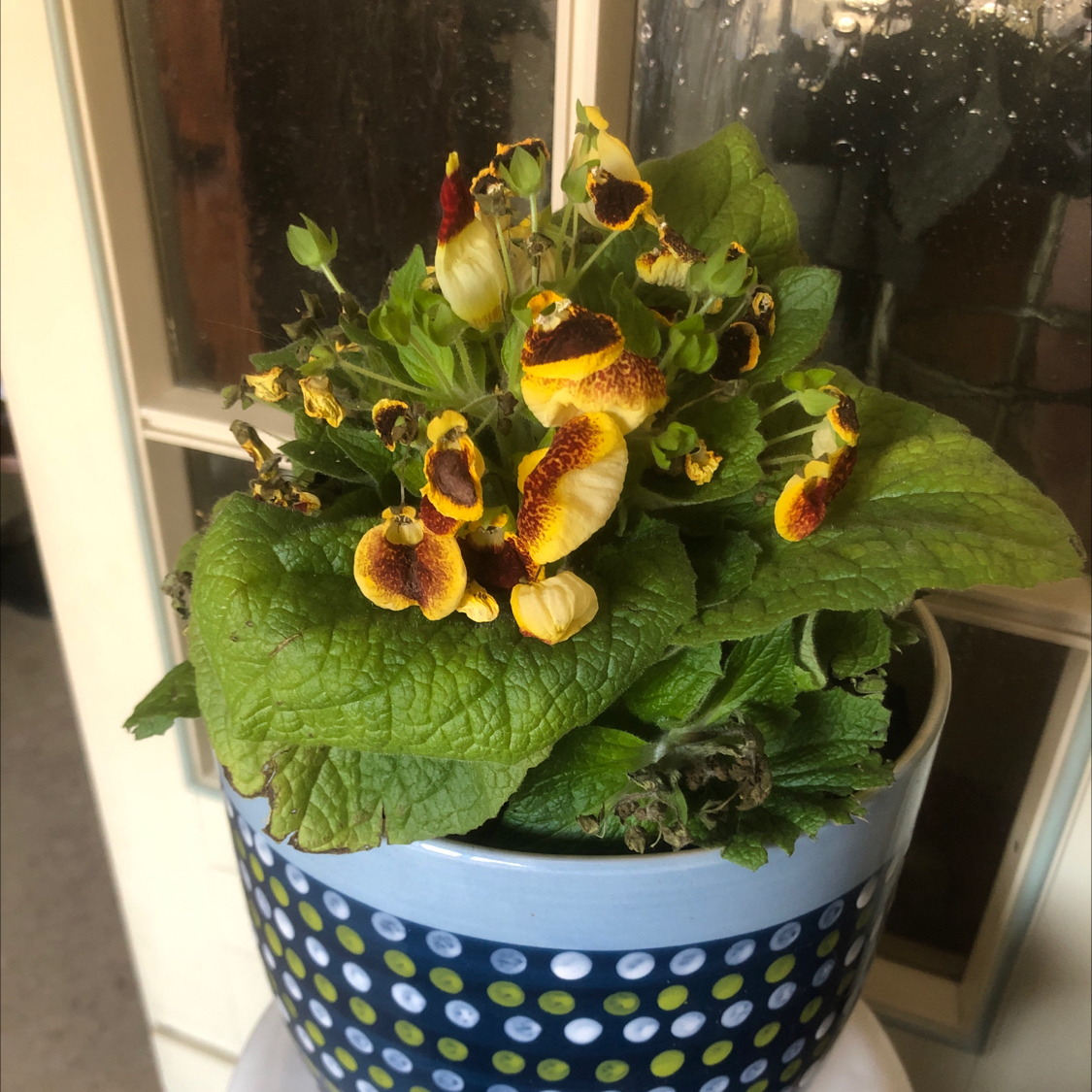 Photo of the plant species Gray Calceolaria by @LovablyTozzia59 named Plato on Greg, the plant care app