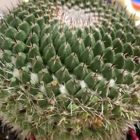 Photo of the plant species Mammillaria karwinskiana 'Nejapensis' by @KeyRosilla85 named Winston on Greg, the plant care app