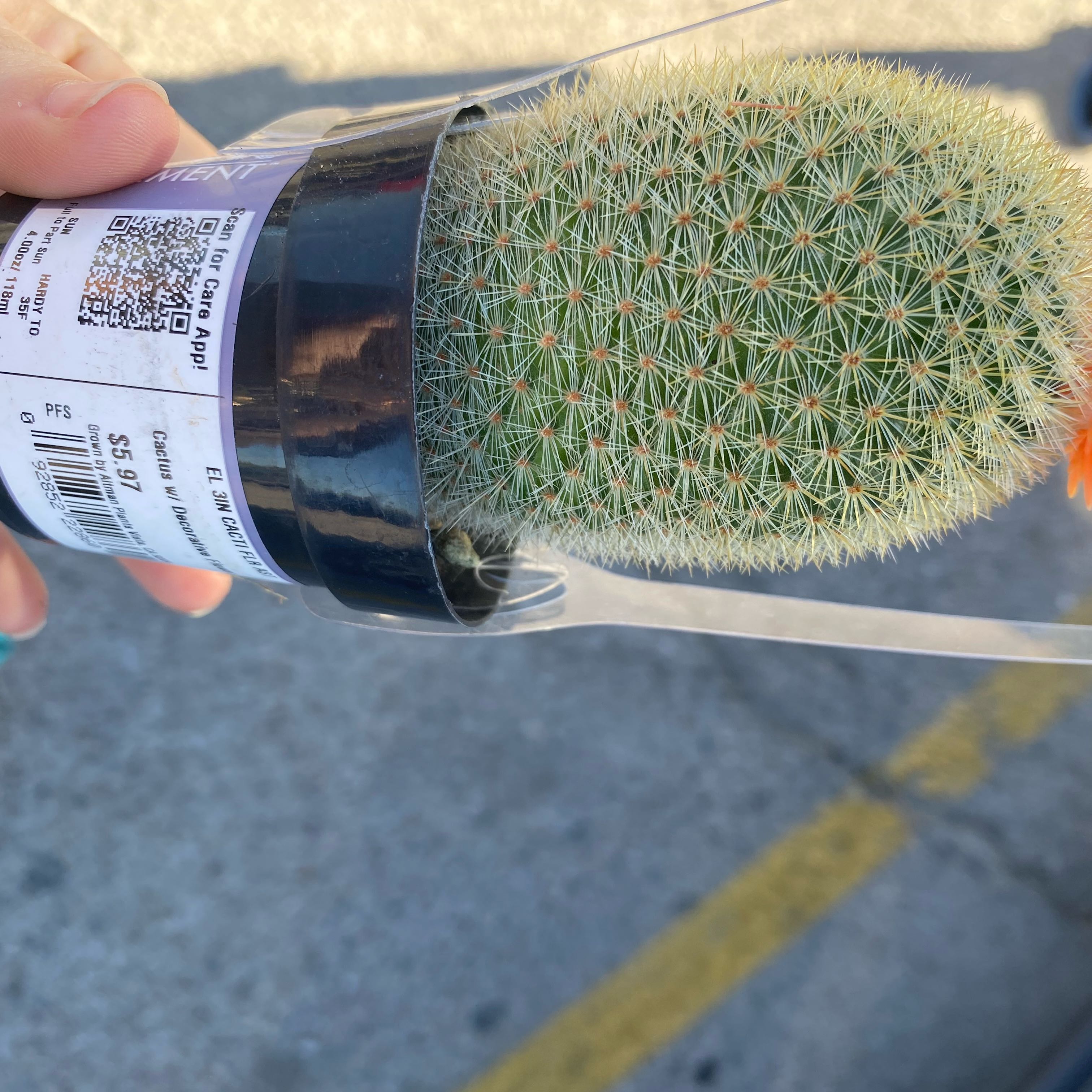 Photo of the plant species Jackfruit by @OpenlyLichen48 named Bob Skippy Ohio on Greg, the plant care app