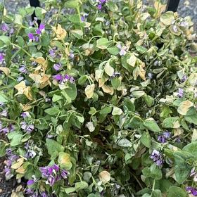 Photo of the plant species Sweet Pea Shrub 'Bibi Pink' by @GiftedMaypop51 named Robert Plant on Greg, the plant care app