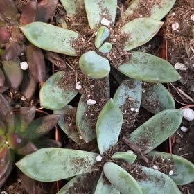 Photo of the plant species Sealettuce by @SportPokaka31 named Drake on Greg, the plant care app