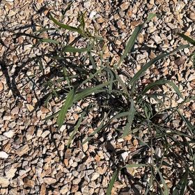 Photo of the plant species Desert Willow by @RadPyrethrum32 named Marilyn on Greg, the plant care app